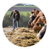 Testing a methane reducing feed additive