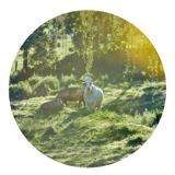 Regenerative farming pilot