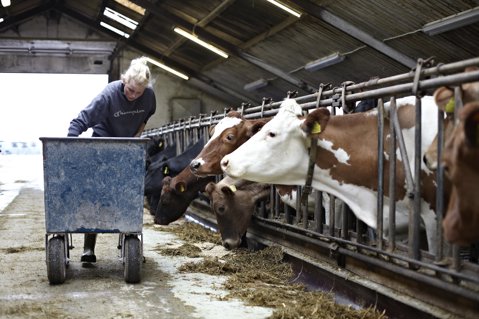 Good dairy milk requires good feed