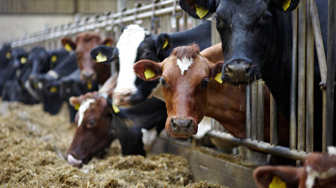 House dairy cows