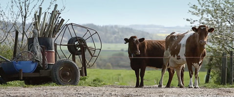 Our cows are looked after every day