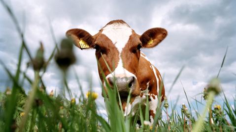 Cow