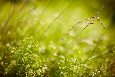 Improving biodiversity