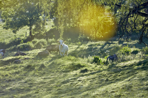 Increasing carbon sequestration