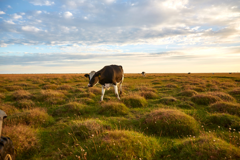 Exploring regenerative dairy farming