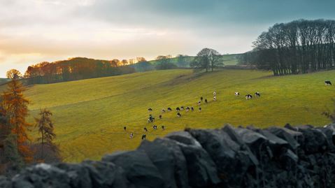 Managing the grasslands